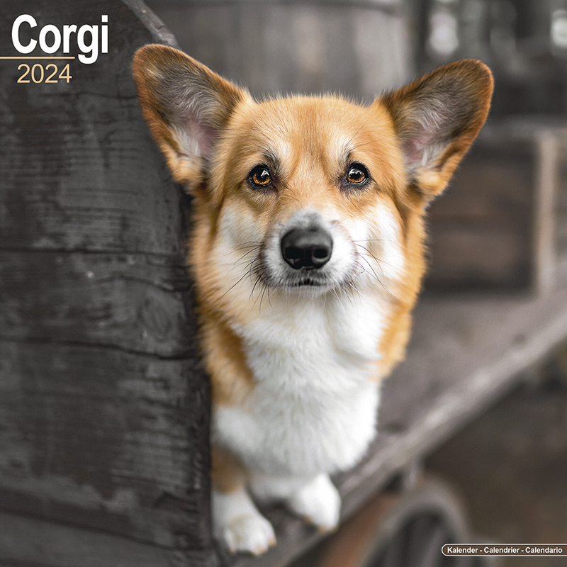 Corgi Calendar 2024 (Square) | Dogs Naturally
